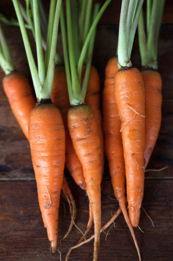 Fresh raw baby carrots.