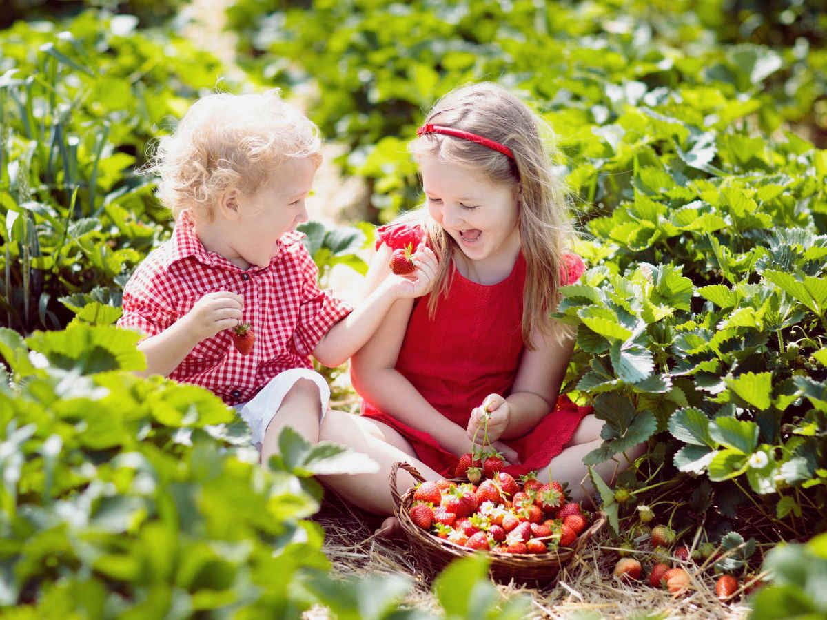 baby toddler picking strawberries